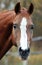 Portrait of a red stallion