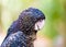 Portrait of an Red-tailed Black Cockatoo, Australian native bird