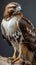 Portrait of red tailed hawk