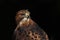 Portrait of red-tailed hawk, Buteo jamaicensis, isolated on black background. Majestic bird of prey at sunset.