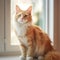 Portrait of a red Turkish Angora cat sitting in a light room beside a window. Closeup face of a beautiful Turkish Angora cat at