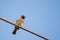 Portrait of Red Vented Bulbul perched on a metal rod with clear and blue sky in the background