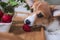 Portrait of a red welsh corgi pembroke puppy eats strawberries