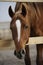 Portrait of a red young filly