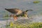 Portrait of a redshank