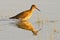 Portrait of a redshank