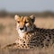 A portrait of a regal cheetah resting gracefully amidst the savanna2