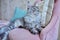 Portrait of relaxed gray cat lying on an armchair at home