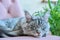 Portrait of relaxed gray cat lying sleeping on an armchair at home