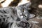 Portrait of a relaxed gray kitten lying under the table