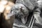 Portrait of a relaxed gray kitten lying under the table