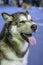 Portrait of a relaxed sitting husky dog with his mouth open, visible teeth and protruding tongue.