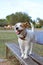 PORTRAIT RELAXING AND HAPPY JACK RUSSELL DOG STANDING IN A WOODEN BENCH