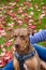 Portrait of rescue dog, Doberman mix, on lawn with red maple leaves, sitting with owner