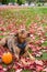 Portrait of rescue dog, Doberman mix, outside on lawn with red maple leaves, fall harvest pumpkin