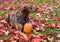 Portrait of rescue dog, Doberman mix, outside on lawn with red maple leaves, fall harvest pumpkin