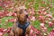 Portrait of rescue dog, Doberman mix, outside on lawn with red maple leaves, funny expression