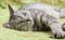 Portrait of resting cat close up, green eyes cat close up, only face, beautiful grey cat