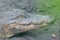 Portrait of resting crocodile at the mini zoo crocodile farm in Miri.