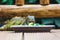 Portrait of a resting green colored male Green iguana