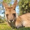 Portrait about a resting kangaroo