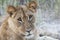 Portrait of a resting lioness