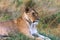 Portrait of a resting lioness on grass. Kenya