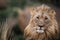 Portrait of a resting male lion in Nkomazi Game Reserve