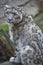 Portrait resting snow leopard, Uncia uncia