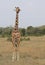 Portrait of reticulated giraffe standing alert in the wild plains, Kenya