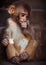 Portrait of Rhesus macaque baby sitting