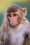 Portrait of Rhesus macaque (Macaca mulatta)