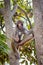 Portrait of a Rhesus macaque monkey in a tree