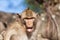 Portrait of a rhesus monkey