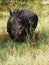 Portrait of rhinoceros, Bandia reserve, Senegal