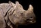Portrait of a rhinoceros on black background, Berlin