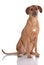 Portrait of Rhodesian Ridgeback