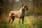 Portrait of a Rhodesian Ridgeback dog standing on the grass AI Generated