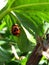 portrait of the rice field beetle behind the leaf that people rarely see