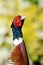 Portrait of a ring necked pheasant