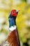 Portrait of a ring necked pheasant