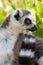 Portrait of a ring tail lemur