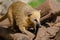 Portrait of ring-tailed coati (Nasua nasua)