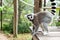 Portrait of Ring-tailed Lemur.