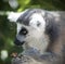 Portrait of a Ring-tailed Lemur