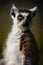 Portrait of Ring Tailed Lemur