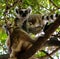 Portrait of the ring-tailed lemur Lemur catta aka King Julien in Anja Community Reserve at Manambolo, Ambalavao
