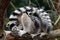 Portrait of ring-tailed lemur, Lemur catta, covered by striped fluffy tails. Family of lemurs relaxing on branch.