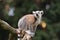 Portrait of ring-tailed lemur, Lemur catta, perched on branch isolated on dark blurred background. Monkey with big orange eyes