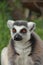 Portrait Ring-tailed Lemur monkey with orange eyes